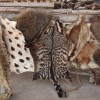 togo, afrika, potopis