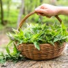 Biodinamika1-maj21.jpg