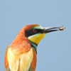 Čebélar (Merops apiaster), peskokop Župjek, foto Dušan Klenovšek (2).JPG