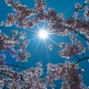 sonce, pomlad
