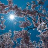 sonce, pomlad