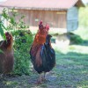 socialna-kmetija-korenika, šalovci, ekološka-kmetija, kokoš, kokot