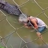krokodil turist