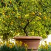 Žarometi4-maj24.jpg