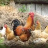 kokoši-chickens-2522623.jpg
