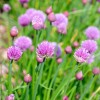 janin vrt shutterstock_195983798.jpg