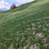 planinski-izlet, golica