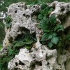 Trajnice6-jun21.JPG