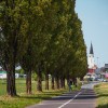 simbolična, drevored-rakičan, topoli, rakičanski, drevesa