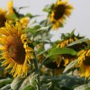 sunflower-5194553_1280.jpg