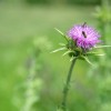 cebele, med, semic, svetovni-dan-cebel