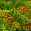 zelisca naslovna-jun25.jpg