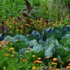 white-cabbage-2521700_1280.jpg