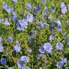 Navadni potrošnik, Cichorium intybus.jpg