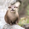 portrait-otter-tree-trunk.jpg