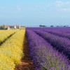 aroma5-jul21.jpg