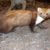 1280px-Beech_Marten.jpg