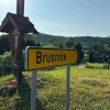 romarji, brusnice, pes
