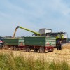 simbolična, kombanj, žetev-2025, pšenica, ženjanje, kmetijstvo