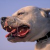 argentinska doga