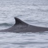 Balaenoptera physalus morski kit brazdati kit