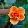 flower-115646_1280.jpg