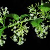 Cestrum nocturnum