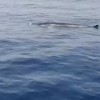 Balaenoptera physalus veliki kit