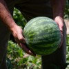pexels-nc-farm-bureau-mark-2257345.jpg