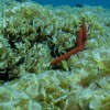 rjava alga3.jpg