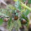 Popillia_japonica_on_Rubus_leaves.JPG
