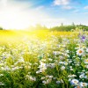 meadowscaping, trajnostni-vrt, preobrazba-vrta, okolje