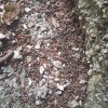 kačice osebni arhiv.jpg