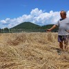 Stanko Veber, škoda, divji  prašiči