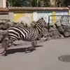 zebra, živalski vrt beograd.jpg