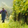 vinograd, sezonski delavci