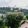 storklje, ivancna-gorica