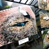 obrockanje-storkelj-v-posavju, fotografska-razstava