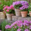 2025_Geraniums_3000_Serene_Garden_Getaway_10.jpg