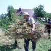 zetev-psenice-po-starem, zetev-na-trscini-2025