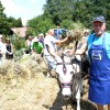 zetev-psenice-po-starem, zetev-na-trscini-2025