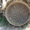 zetev-psenice-po-starem, zetev-na-trscini-2025