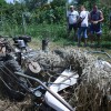 zetev-psenice-po-starem, zetev-na-trscini-2025