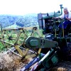 zetev-psenice-po-starem, zetev-na-trscini-2025