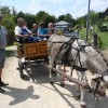zetev-psenice-po-starem, zetev-na-trscini-2025