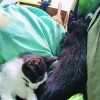 138706_123517_Povožena mucka na cesti v bliž_5kol_stran 01_mucka.jpg