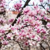 Magnolija.jpg