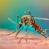 virus-zahodnega-nila