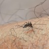 zika