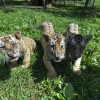 sibirski tiger